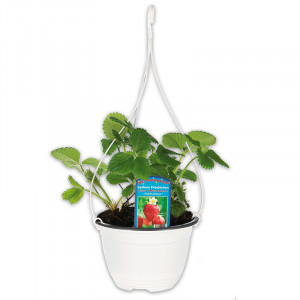 /ext/img/product/angebote/25_04_30/100_aroma-erdbeeren-trio-ampel_wo_1.jpg