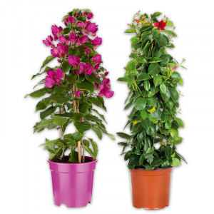 /ext/img/product/angebote/25_04_30/100_bluehende-pyramide_1.jpg