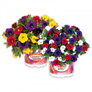 /ext/img/product/angebote/25_04_30/100_confetti-garden-trio-mix_wo_1.jpg