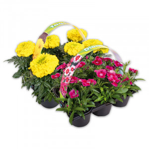 /ext/img/product/angebote/25_04_30/100_exklusive-beetpflanzen_wo_1.jpg