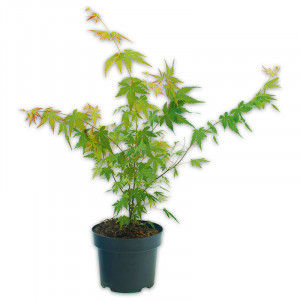 /ext/img/product/angebote/25_04_30/100_japanischer-ahorn_1.jpg