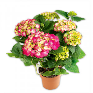 /ext/img/product/angebote/25_04_30/100_premium-hortensie_1.jpg