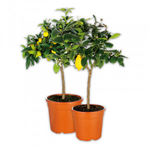/ext/img/product/angebote/25_04_30/100_staemmchen-sueditalien_1.jpg