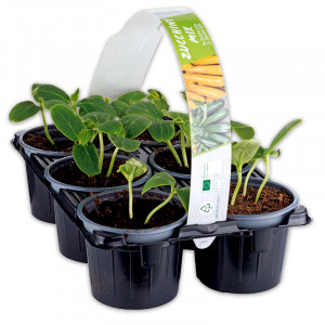 /ext/img/product/angebote/25_04_30/100_zucchini-gurken-mix_wo_1.jpg