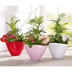 /ext/img/product/angebote/25_05_07/100_bepflanzte-keramikschale_wo_1.jpg