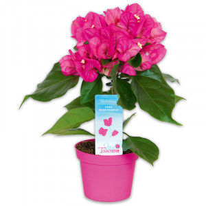 /ext/img/product/angebote/25_05_07/100_bougainvillea_wo_1.jpg