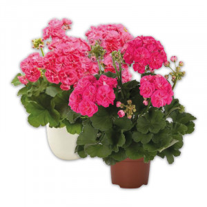 /ext/img/product/angebote/25_05_07/100_geranie_wo_1.jpg