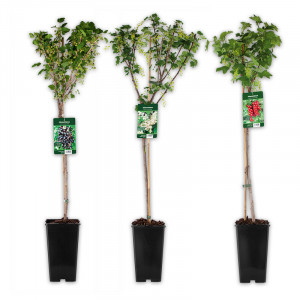 /ext/img/product/angebote/25_05_07/100_johannisbeer-stamm_wo_1.jpg