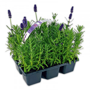 /ext/img/product/angebote/25_05_07/100_lavendel_wo_1.jpg