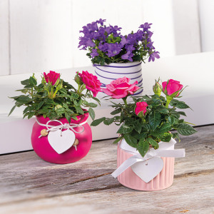 /ext/img/product/angebote/25_05_07/100_mini-campanula-mini-rosen_wo_1.jpg