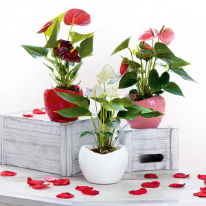 /ext/img/product/angebote/25_05_07/100_mini-flamingoblume_wo_1.jpg