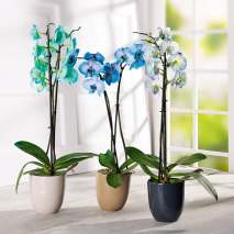 Phalaenopsis Royal Mix
