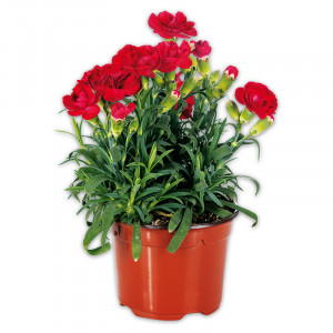 /ext/img/product/angebote/25_05_07/100_topfnelke_wo_1.jpg