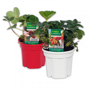 /ext/img/product/angebote/25_05_07/100_trio-erdbeer-besonderheiten_wo_1.jpg