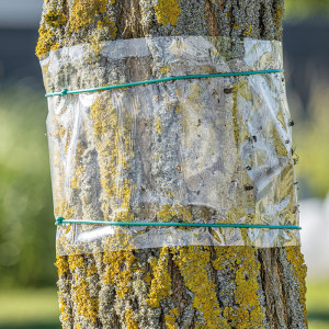 /ext/img/product/angebote/25_05_12/100_baum-leimring_1.jpg