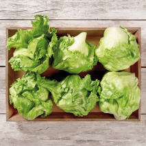 Rheinländer Eisbergsalat
