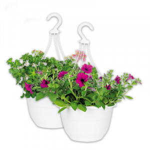 /ext/img/product/angebote/25_05_14/100_ampelpflanzen_1.jpg
