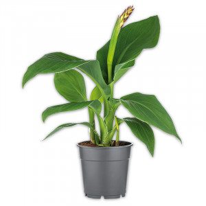 /ext/img/product/angebote/25_05_14/100_bluehende-canna_wo_1.jpg