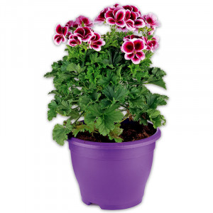 /ext/img/product/angebote/25_05_14/100_edelgeranie_1.jpg