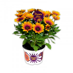 /ext/img/product/angebote/25_05_14/100_exklusive-osteospermum_wo_1.jpg