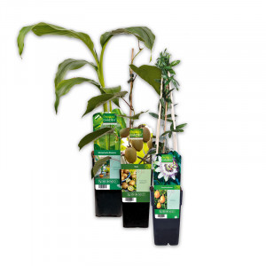/ext/img/product/angebote/25_05_14/100_exotische-fruechte_wo_1.jpg