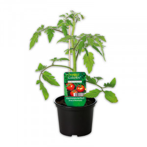 /ext/img/product/angebote/25_05_14/100_gemuesepflanze_wo_1.jpg