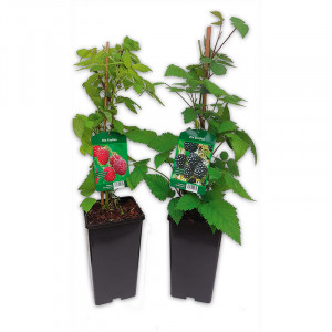 /ext/img/product/angebote/25_05_14/100_himbeeren-brombeeren_1.jpg