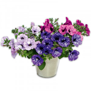 /ext/img/product/angebote/25_05_14/100_petunie_1.jpg