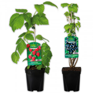 /ext/img/product/angebote/25_05_14/100_spalierobst_1.jpg