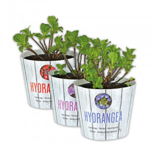 /ext/img/product/angebote/25_05_14/100_tellerhortensie_1.jpg