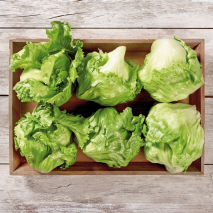 Filderstädter Eisbergsalat