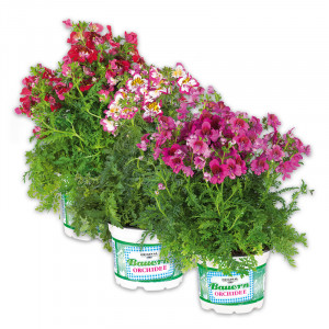 /ext/img/product/angebote/25_05_21/100_bauernorchidee_wo_1.jpg
