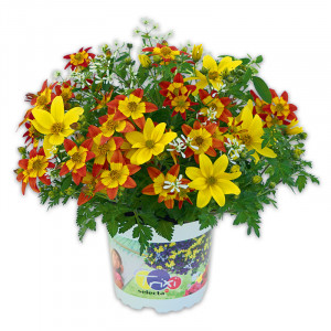 /ext/img/product/angebote/25_05_21/100_bienenfreundliche-trixis_wo_1.jpg