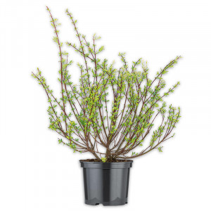 /ext/img/product/angebote/25_05_21/100_buntlaubiger-japanweidenbusch_1.jpg