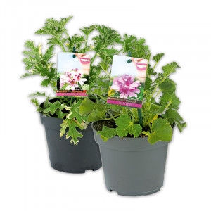 /ext/img/product/angebote/25_05_21/100_duft-geranie_1.jpg