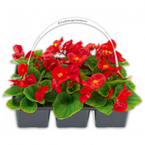 Eisbegonien Semperflorens
