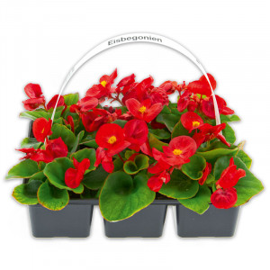 /ext/img/product/angebote/25_05_21/100_eisbegonien_wo_1.jpg