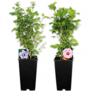 /ext/img/product/angebote/25_05_21/100_garten-hibiskus_wo_1.jpg