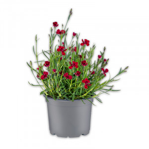 /ext/img/product/angebote/25_05_21/100_kissen-nelke_1.jpg