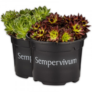 /ext/img/product/angebote/25_05_21/100_sempervivum_wo_1.jpg