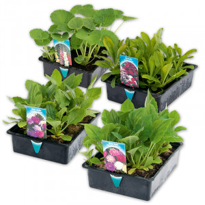 /ext/img/product/angebote/25_05_21/100_sommer-jungpflanzen_wo_1.jpg