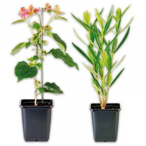 /ext/img/product/angebote/25_05_21/100_sommerliche-bluehpflanzen_wo_1.jpg