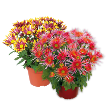 Spinnen Chrysantheme