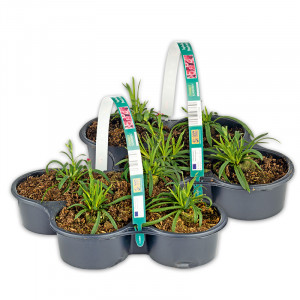 /ext/img/product/angebote/25_05_21/100_topfnelke_1.jpg