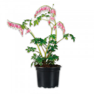 /ext/img/product/angebote/25_05_21/100_traenendes-herz_1.jpg