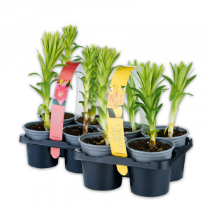 /ext/img/product/angebote/25_05_28/100_asiatische-lilie_wo_1.jpg