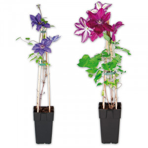 /ext/img/product/angebote/25_05_28/100_bluehende-clematis_wo_1.jpg
