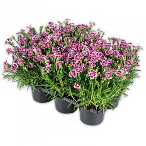 /ext/img/product/angebote/25_05_28/100_dianthus_wo_1.jpg