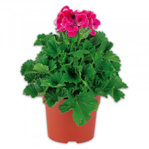 /ext/img/product/angebote/25_05_28/100_edelgeranie_wo_1.jpg