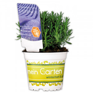 /ext/img/product/angebote/25_05_28/100_garten-lavendel_1.jpg